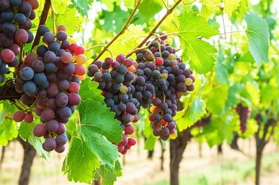 Illustration grapes - Image 1