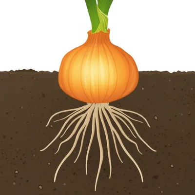 Illustration onions - Image 1