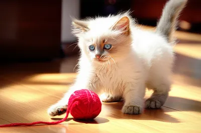 Illustration pussy - Image 1