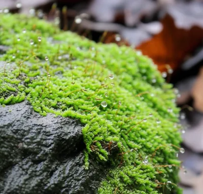 Illustration seep - Image 1