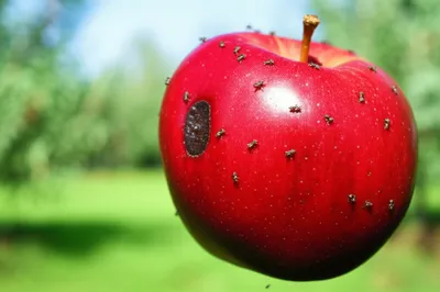 Illustration sours - Image 1