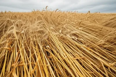 Illustration lodging - Image 1