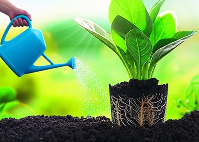 Illustration dispensable - Image 1