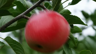 Illustration dropped - Image 1