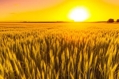 Illustration comes - Image 1