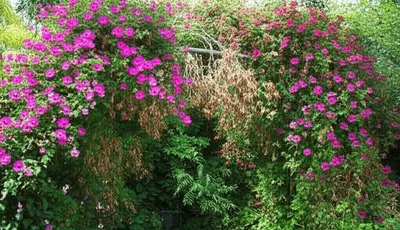 Illustration cancerous - Image 1