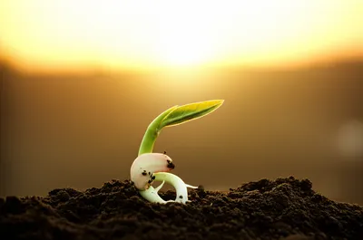 Illustration dawns - Image 1