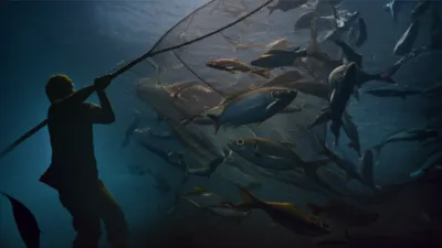 Illustration sharks - Image 1