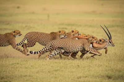 Illustration coalition - Image 1