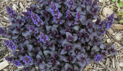 Illustration ajuga - Image 2