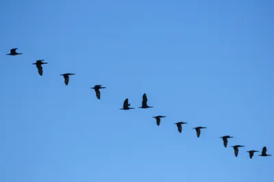 Illustration conformation - Image 1