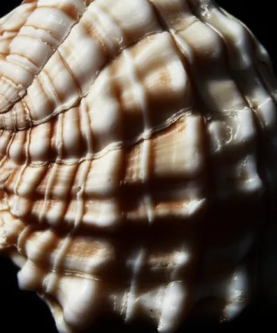 Illustration varices - Image 1