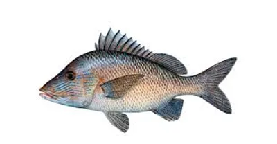 Illustration grunt - Image 2