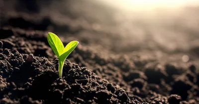 Illustration infancy - Image 1