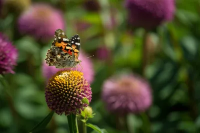 Illustration cosmopolite - Image 1