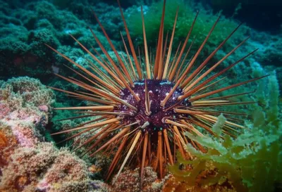 Illustration pipers - Image 1