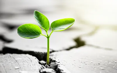 Illustration advanced