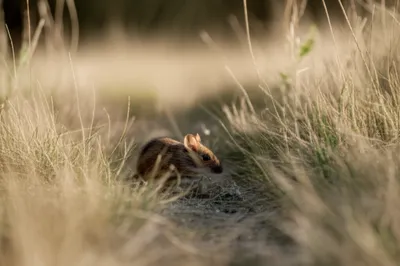 Illustration mouse - Image 1