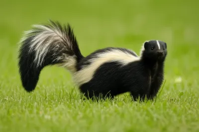 Illustration polecat - Image 1