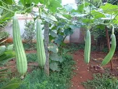 Illustration gourd - Image 3