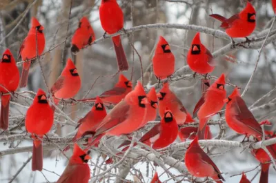 Illustration cardinals - Image 1