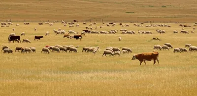 Illustration rake - Image 1