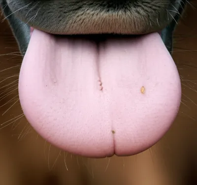 Illustration barbels - Image 1