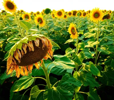 Illustration fagged - Image 1