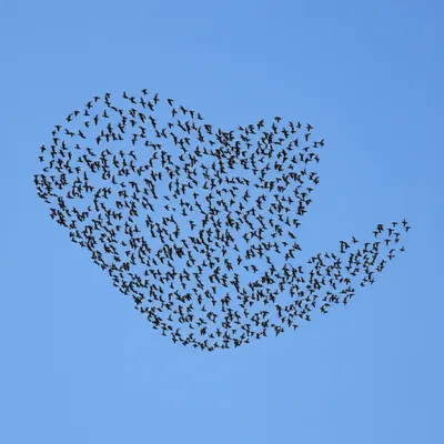 Illustration swarming