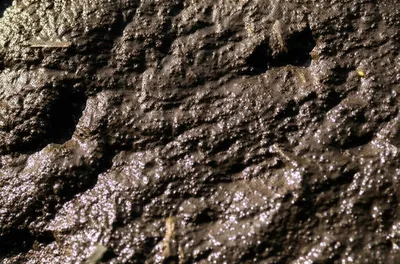 Illustration mucks - Image 1