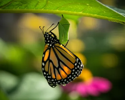 Illustration metamorphosed - Image 1