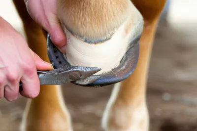 Illustration remove - Image 1