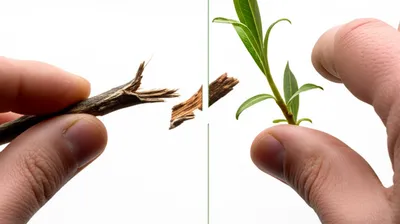 Illustration suppled - Image 1