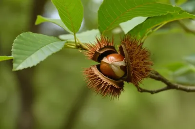 Illustration chestnut - Image 1