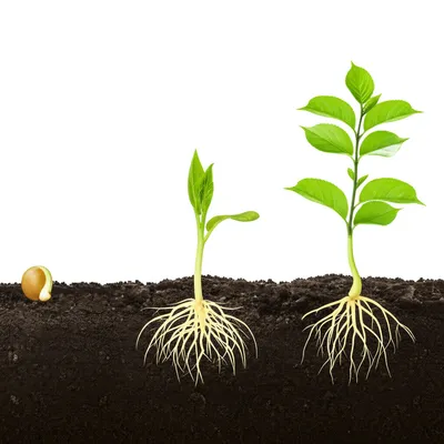 Illustration vegetation - Image 1