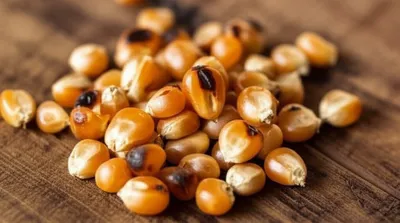 Illustration tostado - Image 1