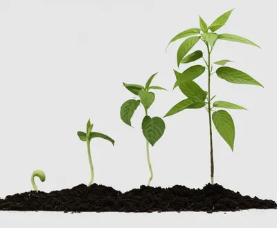 Illustration trimester - Image 1