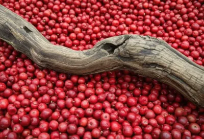 Illustration crab - Image 1