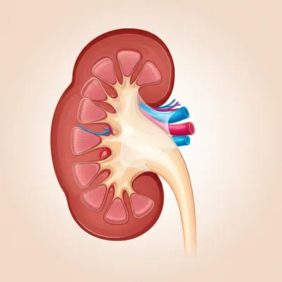 Illustration frenulums