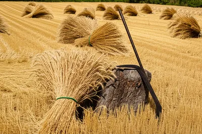 Illustration scythed - Image 1