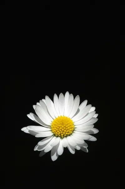 Illustration overemphasis