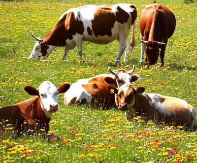 Illustration pasturing - Image 1