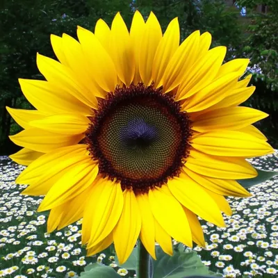 Illustration overshadowed - Image 1