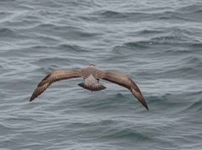 Illustration scull - Image 1