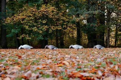 Illustration greylag - Image 2