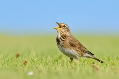 Illustration calandra