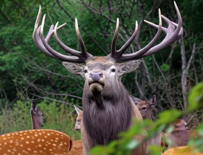 Illustration rank - Image 1