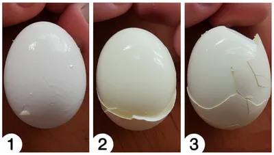 Illustration shell - Image 1