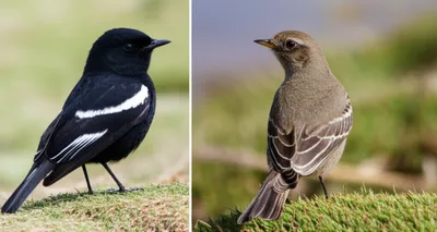 Illustration negrito - Image 1