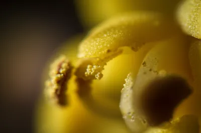 Illustration valve - Image 1